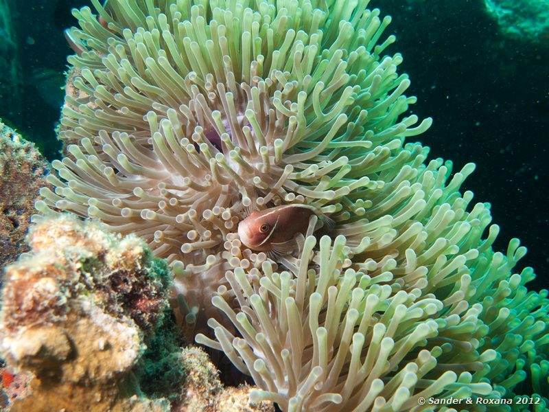 Pink anemonefish (Amphiprion perideraion) in magnificent sea anemone (Heteractis magnifica) Laom Thian pinnacle, Koh Tao