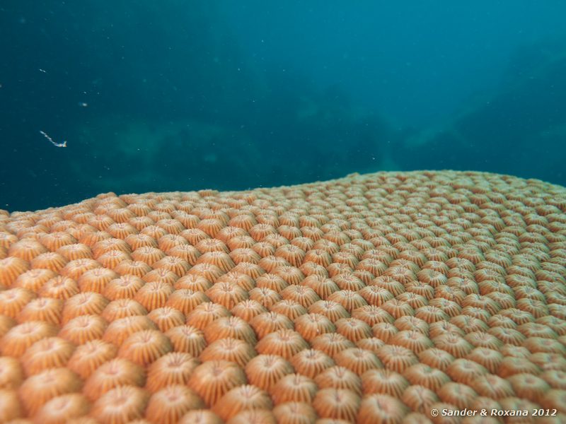 Radiant coral (Diploastrea heliopora) Laom Thian pinnacle, Koh Tao