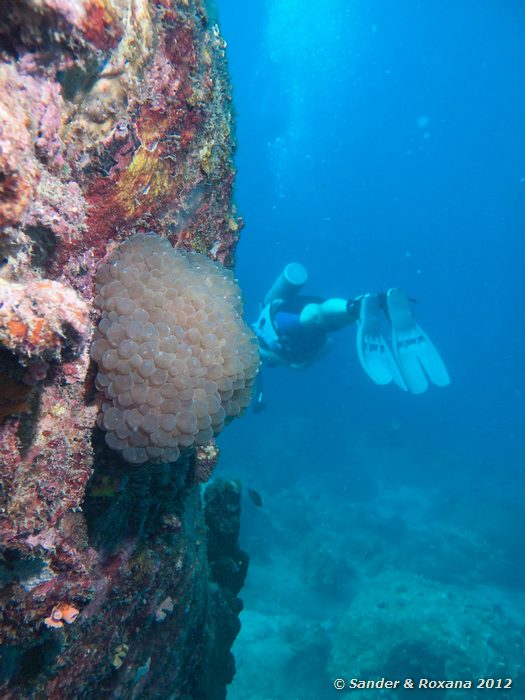 Bubble coral (Plerogyra sinuosa) Laom Thian pinnacle, Koh Tao