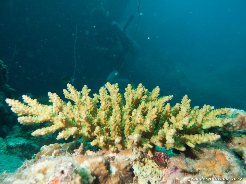 Table coral (Acropo spp.) Laom Thian pinnacle, Koh Tao