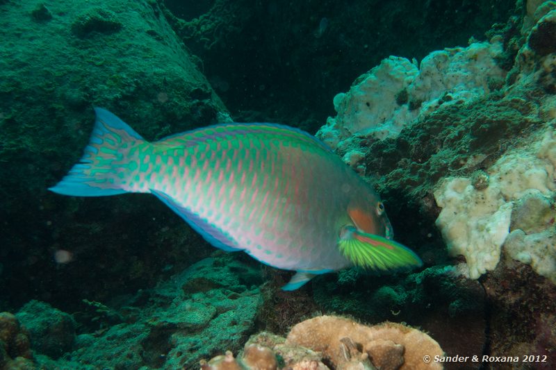 Surf parrotfish (Scarus rivulatus) Laom Thian pinnacle, Koh Tao