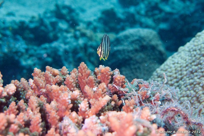 Eight-banded butterflyfish (Chaetodon octofasciatus) Laom Thian pinnacle, Koh Tao