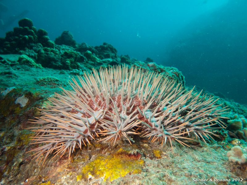 Crown-of-thorns starfish (Acanthaster planci) Laom Thian pinnacle, Koh Tao