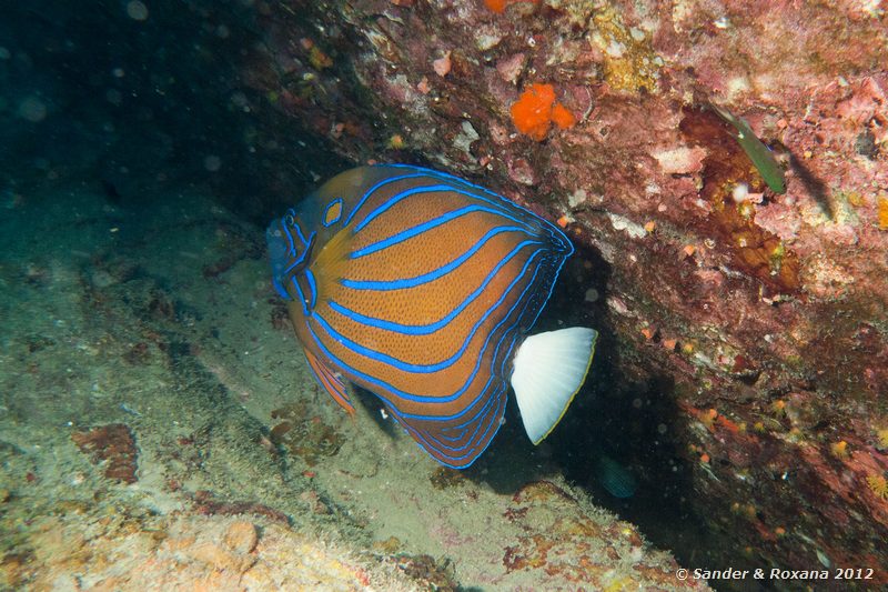 Blue-ringed angelfish (Pomacanthus annularis) Laom Thian pinnacle, Koh Tao