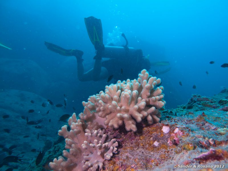 Finger coral (Stylophora pistillata) Laom Thian pinnacle, Koh Tao