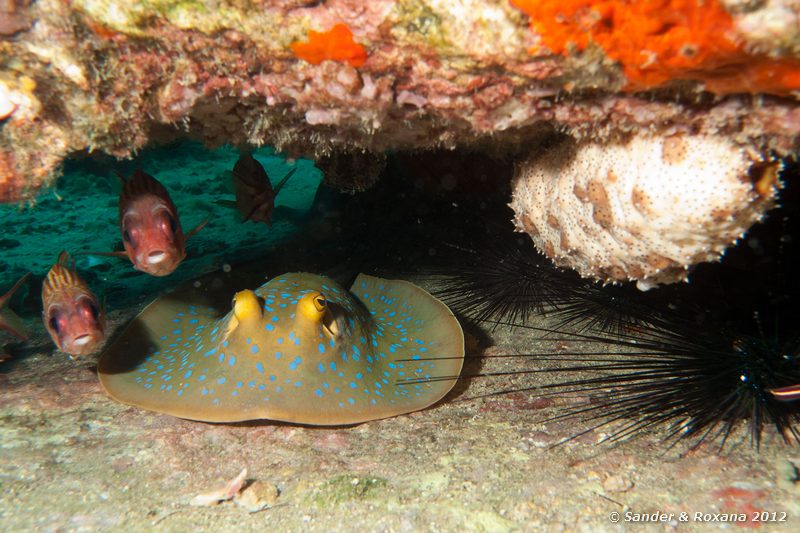 Blue-spotted ribbontail ray (Taeniura lymma) with squirrelfish (Sargocentron spp.) Twin Rocks, Koh Tao