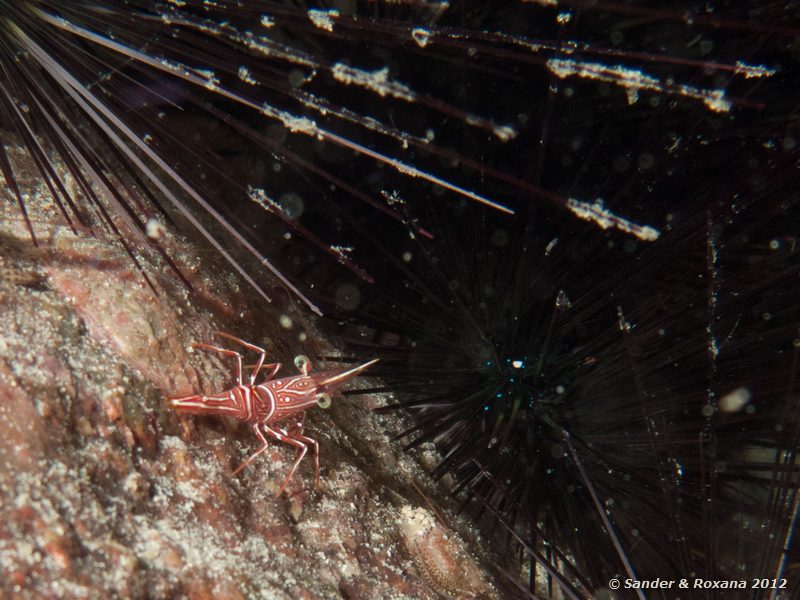 Hingebeak shrimp (Rhynchocinetes durbanensis) with diadem urchins (Diadema setosum) Twin Rocks, Koh Tao