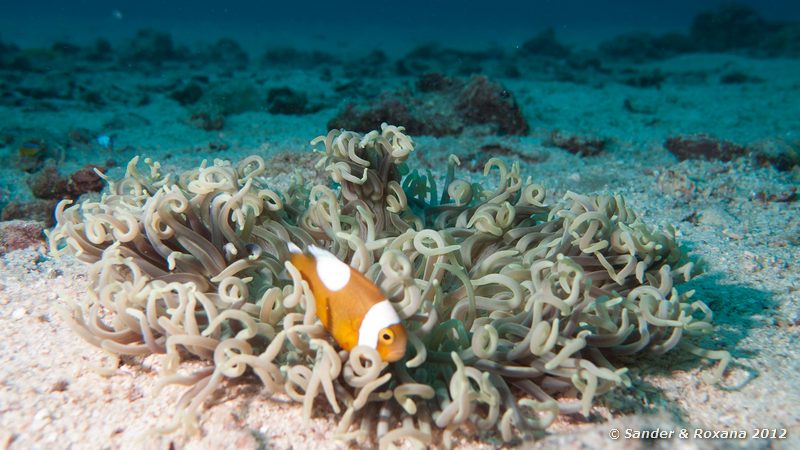 Saddleback anemonefish (Amphiprion polymnus) Twin Rocks, Koh Tao