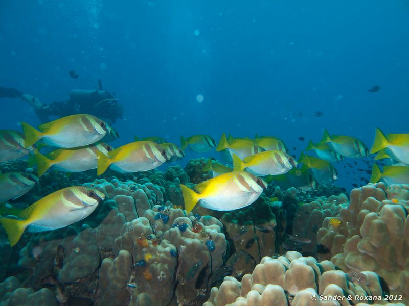 Virgate rabbitfish (Siganus virgatus) Twin Rocks, Koh Tao