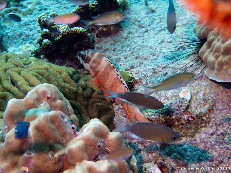 Blacktip grouper (Epinephelus fasciatus) Twin Rocks, Koh Tao