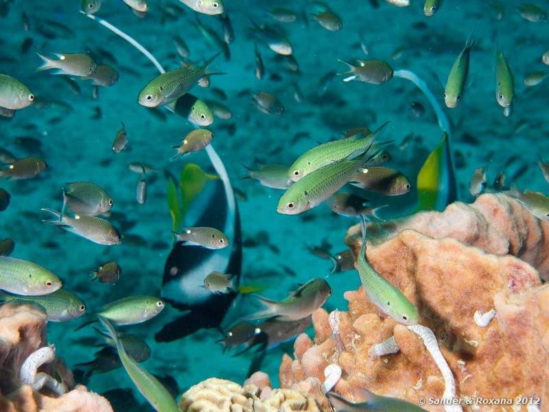 Wedgespot damsels (Pomacentrus cuneatus) Twin Rocks, Koh Tao