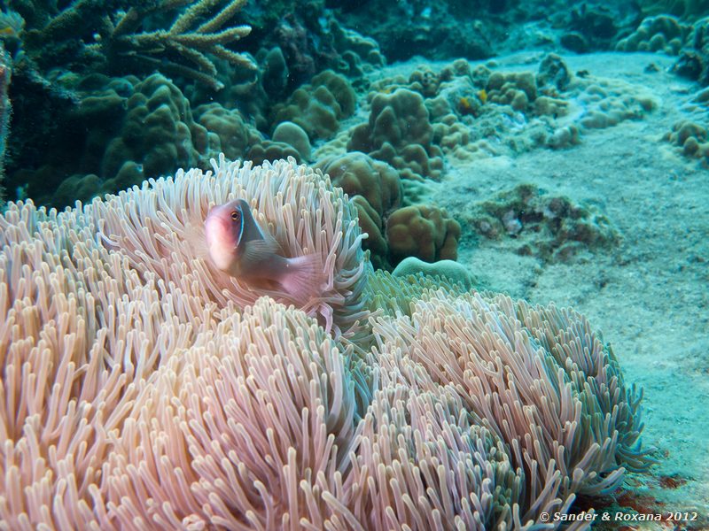 Pink anemonefish (Amphiprion perideraion) in magnificent sea anemone (Heteractis magnifica) Twin Rocks, Koh Tao