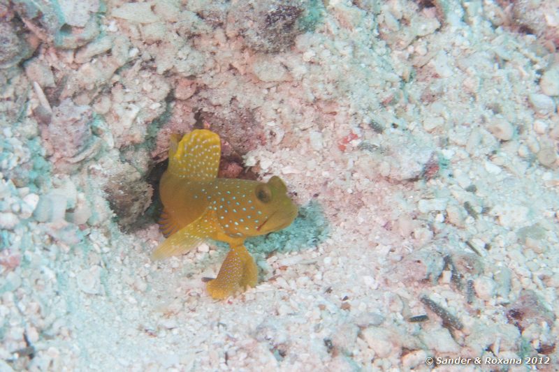 Banded shrimpgobu (Cryptocentrus cinctus) Twin Rocks, Koh Tao