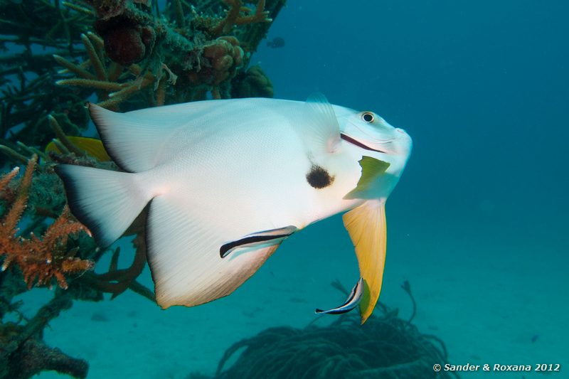 Longfin spadefish (Platax teira) with bluestreak cleaner wrasses (Labroides dimidiatus) Twin Rocks, Koh Tao