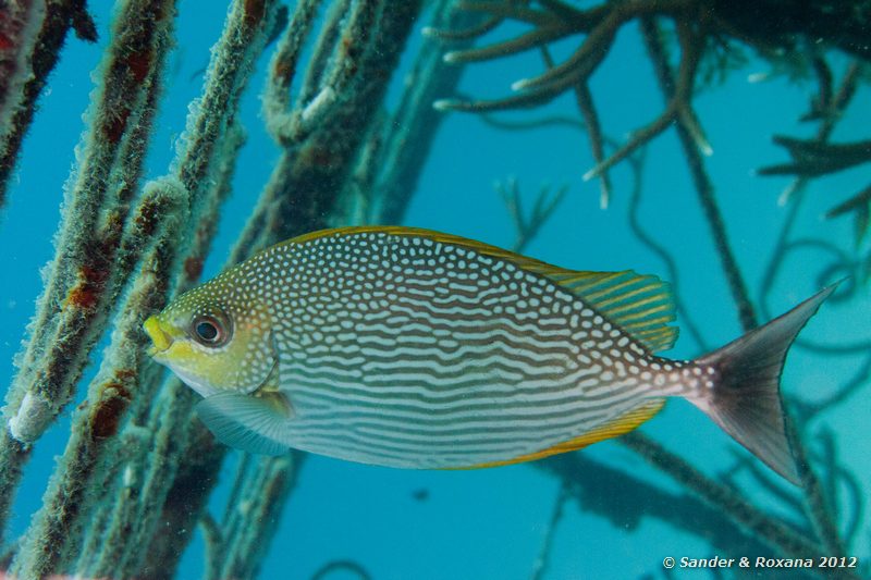 Java rabbitfish (Siganus javus) Twin Rocks, Koh Tao