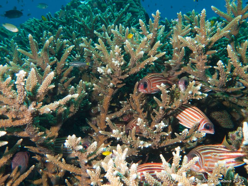 Redcoat squirrelfishes (Sargocentron rubrum) White Rock, Koh Tao