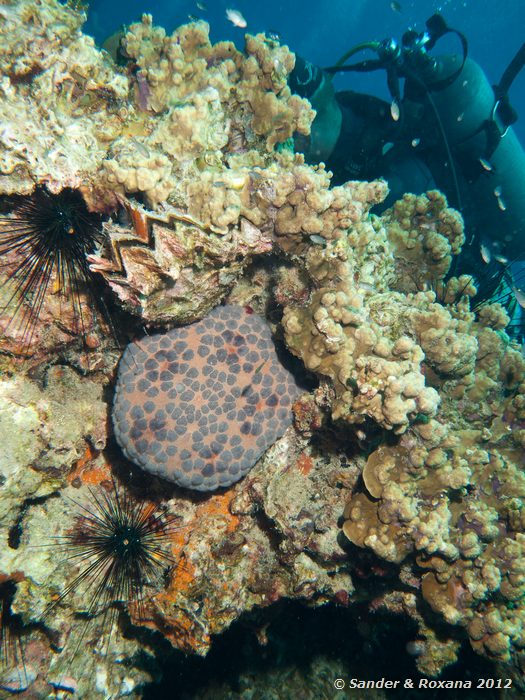 Cushion star (Culcita spp.) White Rock, Koh Tao