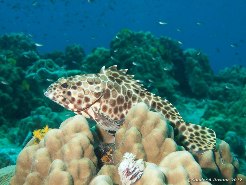 Longfin grouper (Epinephelus quoyanus) White Rock, Koh Tao