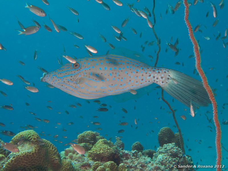 Scrawled filefish (Aluterus scriptus) White Rock, Koh Tao