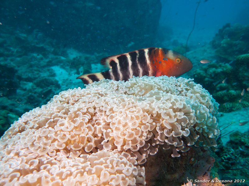 Redbreasted wrasse (Cheilinus fasciatus) behind Crescent-tentacled coral (Euphyllia ancora) White Rock, Koh Tao