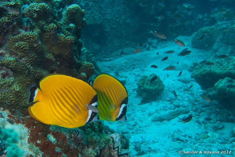 Blackcap butterflyfish (Chaetodon wiebeli) White Rock, Koh Tao