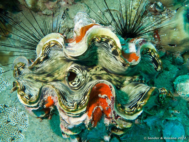 Giant clam (Tridacna squamosa) White Rock, Koh Tao