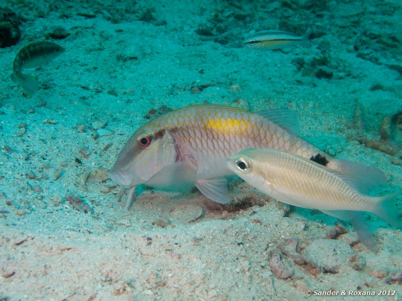 Indian goatfish (Parupeneus indicus) with pearly monocle bream (Scolopsis margaritifer) White Rock, Koh Tao