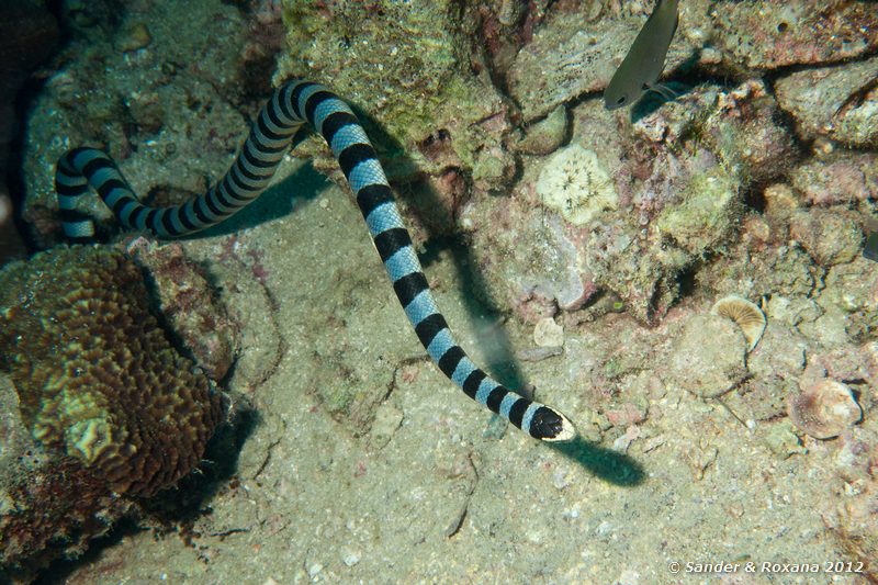 Yellow-lip sea krait (Laticauda colubrina) White Rock, Koh Tao