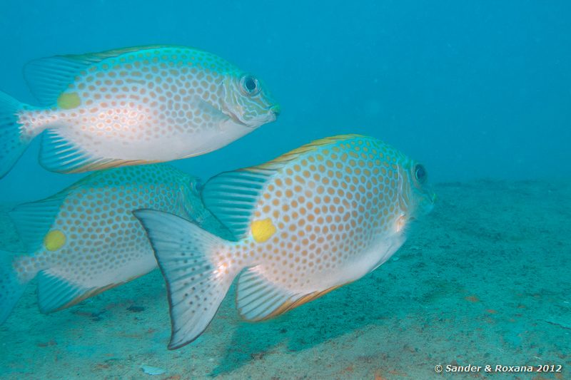 Golden rabbitfishes (Siganus guttatus) HTMS Sattakut, Koh Tao