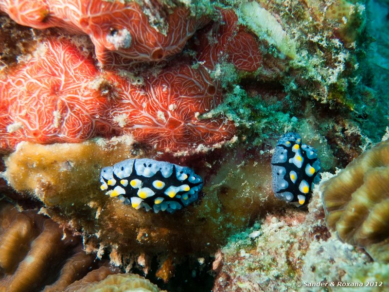 Phyllidia spp. White Rock, Koh Tao