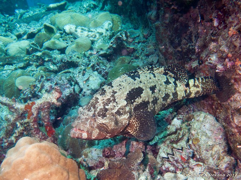 Brown-marbled grouper (Epinephelus fuscoguttatus) White Rock, Koh Tao