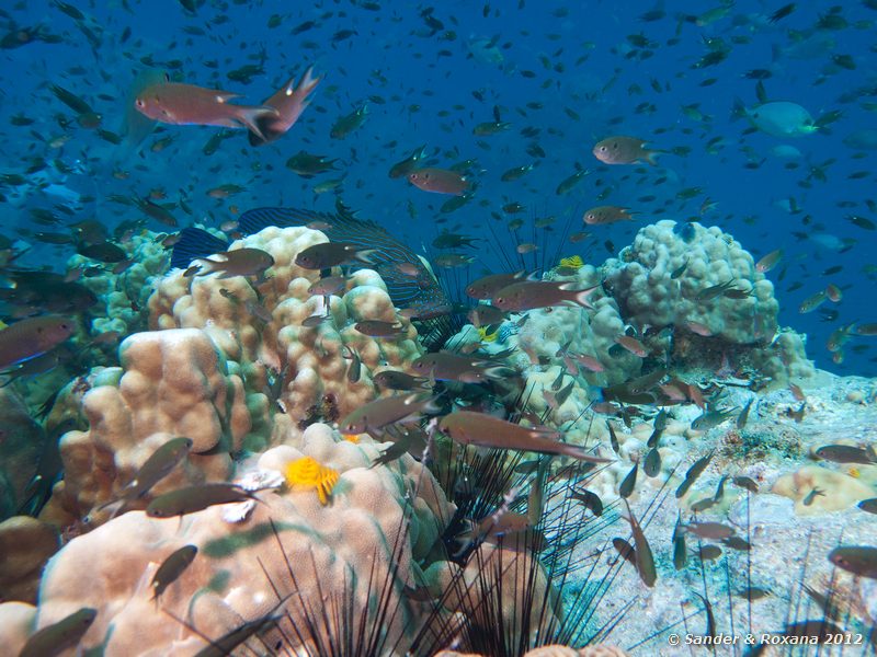  White Rock, Koh Tao