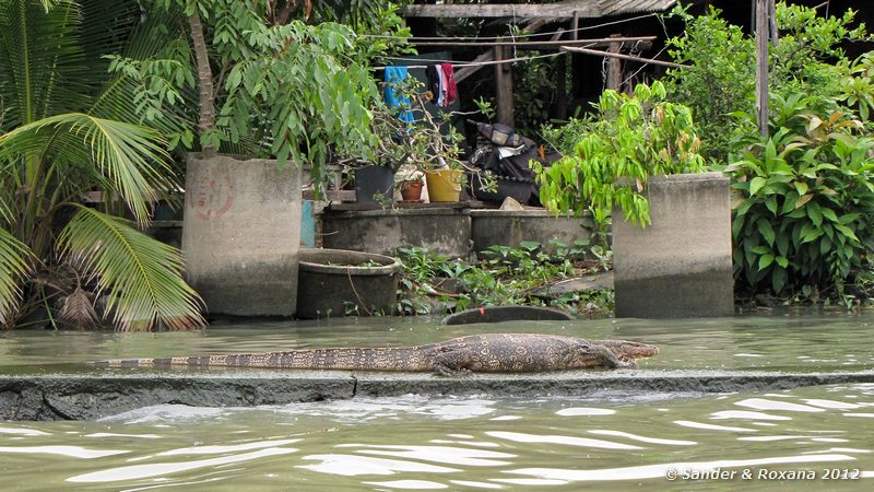  Varanus salvator, Fietstocht door Bangkok