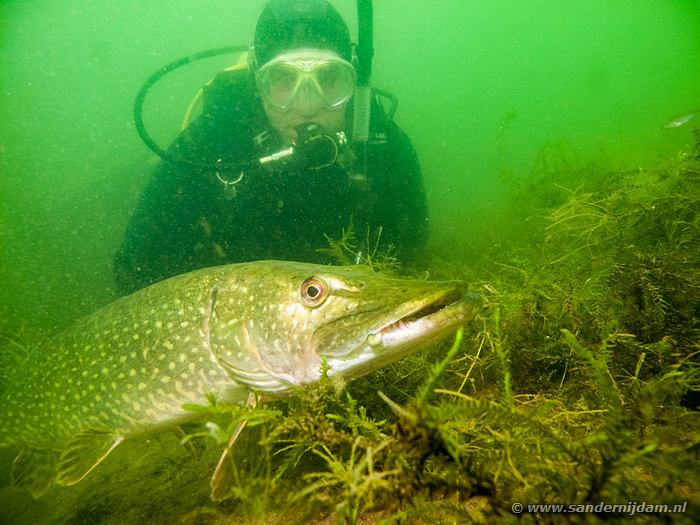 Snoek, Tijningenplas 11-8-2013