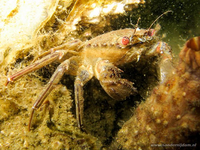 Zwemkrab, Scharendijke 31-5-2008